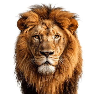 lion face half body view, free png download - Rose png