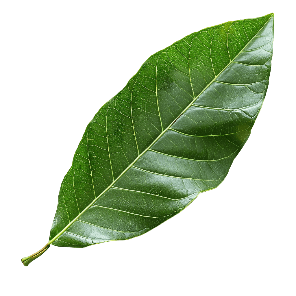 mango leaf png image, free download - Rose png