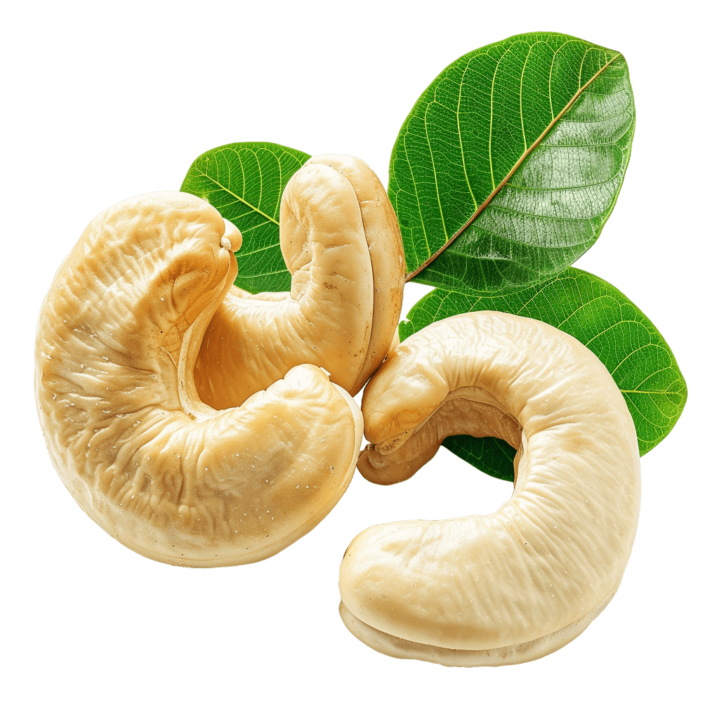 cashew nut Fresh and Natural | Download High-Quality Transparent PNG Image