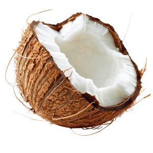 coqueiros png | Download High-Quality Transparent PNG Image