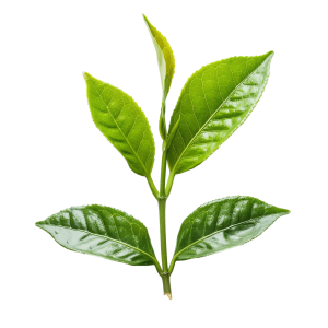 tea leaves for brewing the perfect cup | Download High-Quality Transparent PNG Image