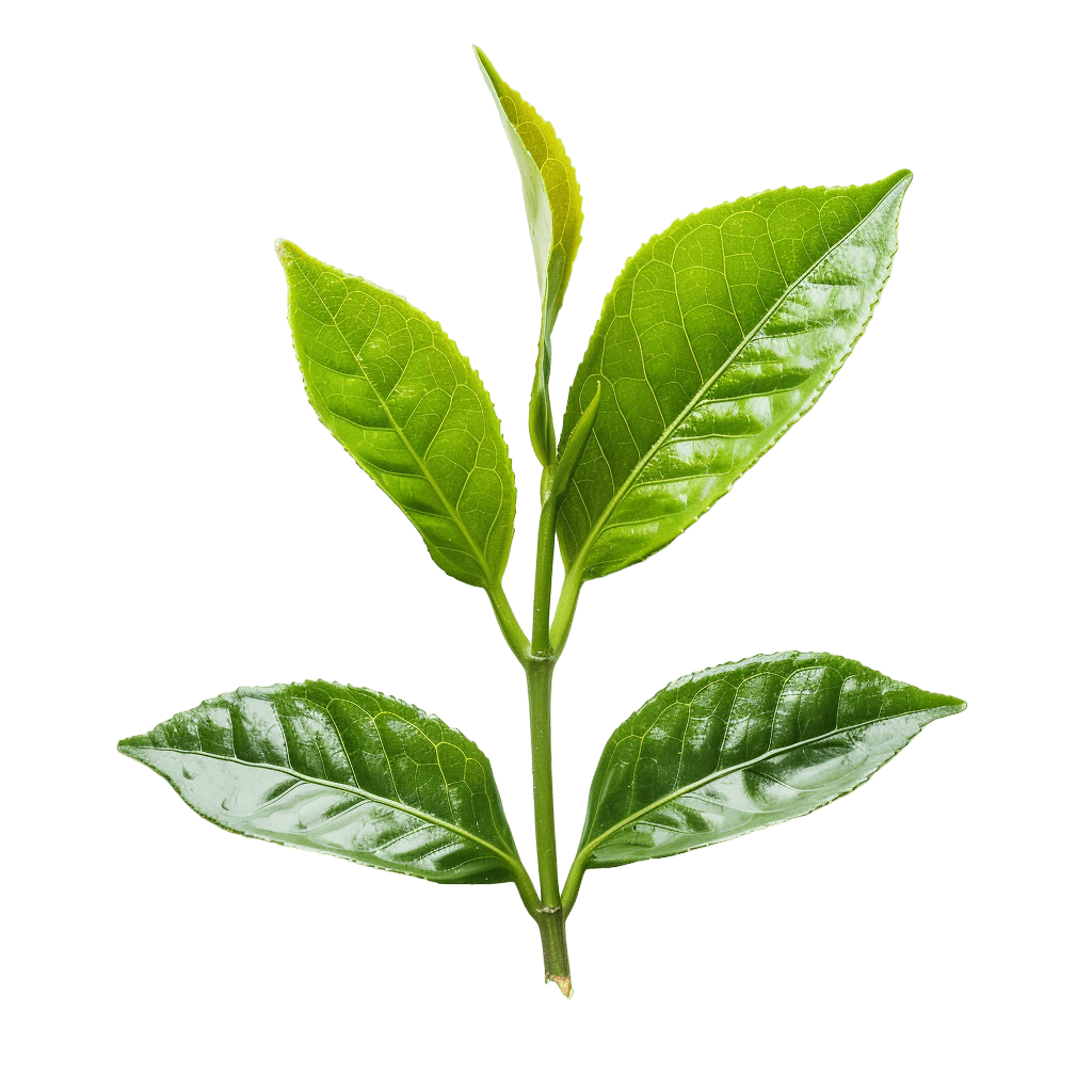 tea leaves for brewing the perfect cup | Download High-Quality Transparent PNG Image