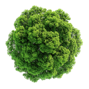 tree top view png for Landscape Designs | Download High-Quality Transparent PNG Image