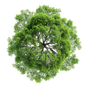 tree top view png for Architectural Plans | Download High-Quality Transparent PNG Image