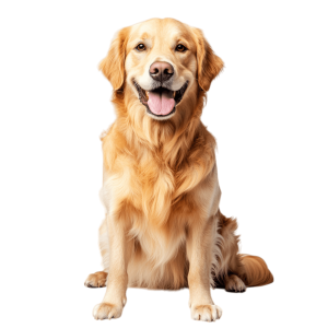 cachorro png Fofo para Artes e Projetos Criativos | Download High-Quality Transparent PNG Image