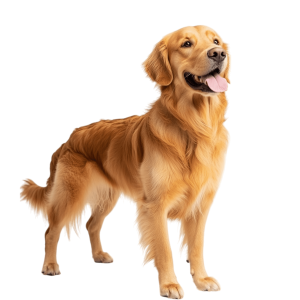 Cachorro PNG Ideal para Impressões e Designs