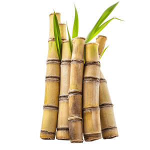 sugar cane png farm crop | Download High-Quality PNG Image
