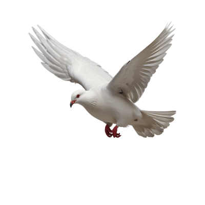 pigeon png - Rose png