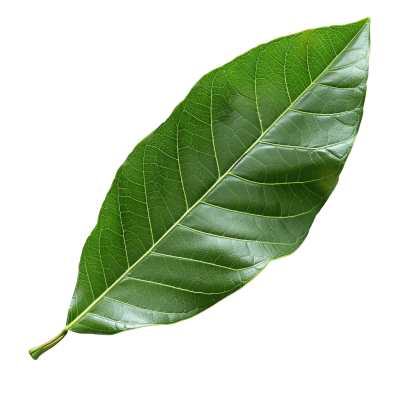 mango leaf png image, free download - Rose png