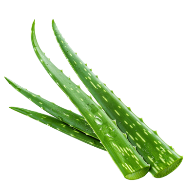 aloe vera png - Rose png