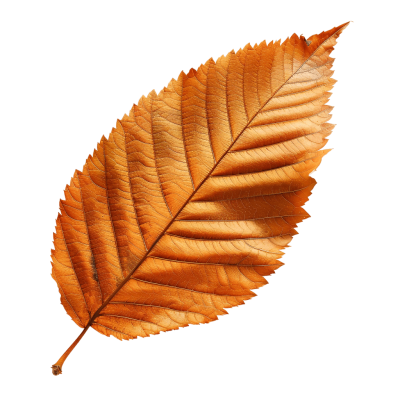 autumn leaf png - Rose png