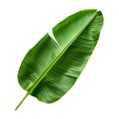banana leaf png - Rose png