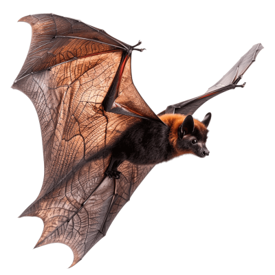 bat png - Rose png