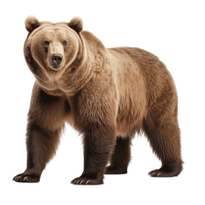 bear png - Rose png