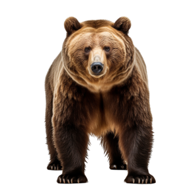 bear png - Rose png