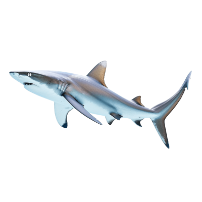 shark png - Rose png