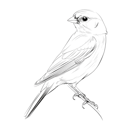 bird outline - Rose png
