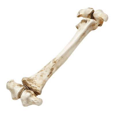 bone png - Rose png