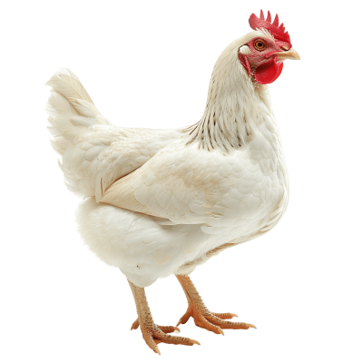 broiler chicken standing straight | Download High-Quality Transparent PNG Image