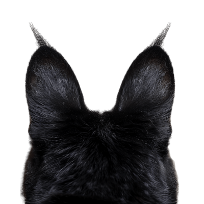 cat ears png - Rose png
