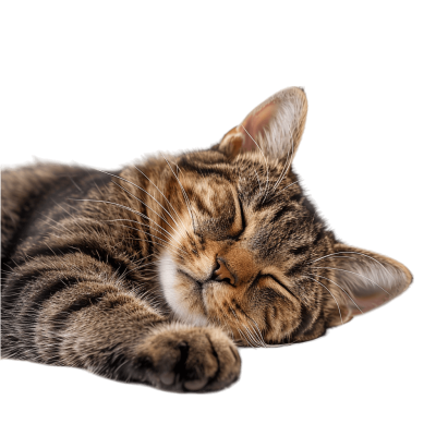 cat nap i.e Relaxing and Peaceful Sleep Moments | Download High-Quality Transparent PNG Image