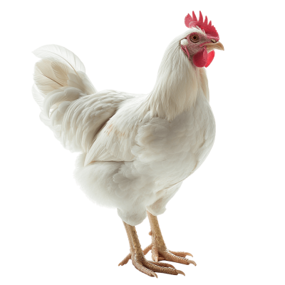 chicken png - Rose png
