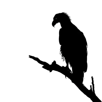 eagle silhouette - Rose png