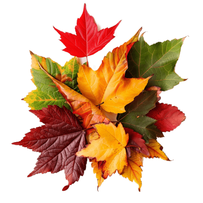 fall leaves png - Rose png