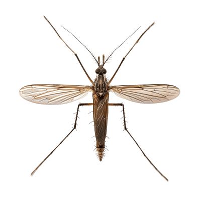 mosquito png - Rose png