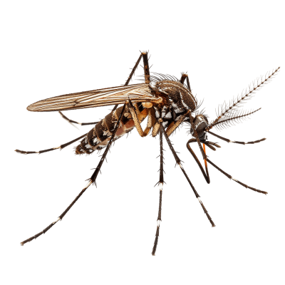 mosquito png - Rose png