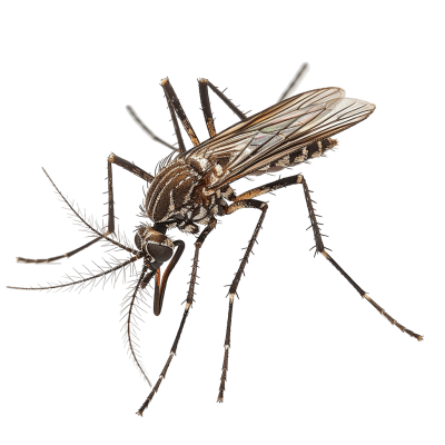 mosquito png - Rose png