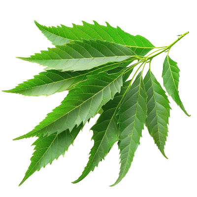 neem png - Rose png