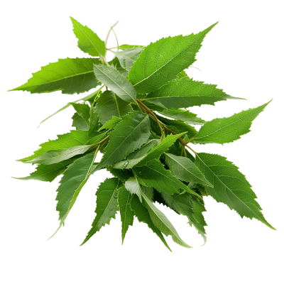 neem png - Rose png