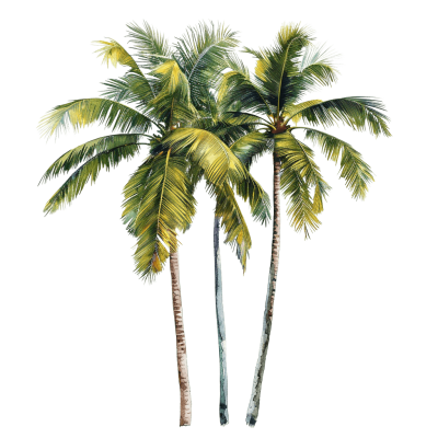 palm tree png - Rose png