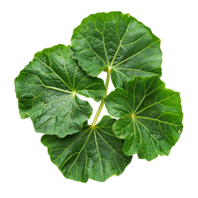 pumpkin leaves - Rose png