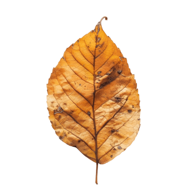 fall leaves png - Rose png