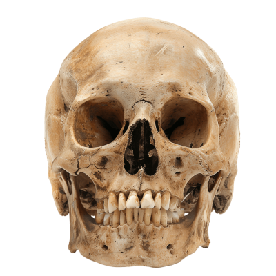 skull png - Rose png