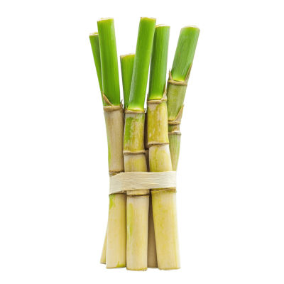 sugar cane png stalks | Download High-Quality PNG Image