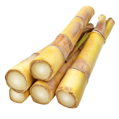 sugar cane png stalks | Download High-Quality PNG Image
