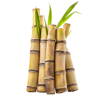 sugar cane png farm crop | Download High-Quality PNG Image