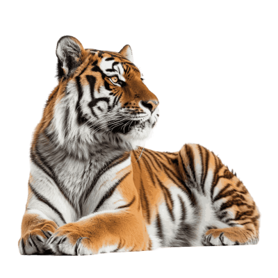 tiger png - Rose png