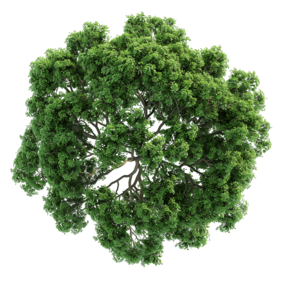 tree top view png | Download High-Quality Transparent PNG Image