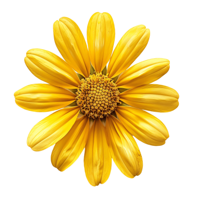 yellow flower png - Rose png