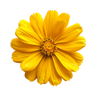 yellow flower png - Rose png