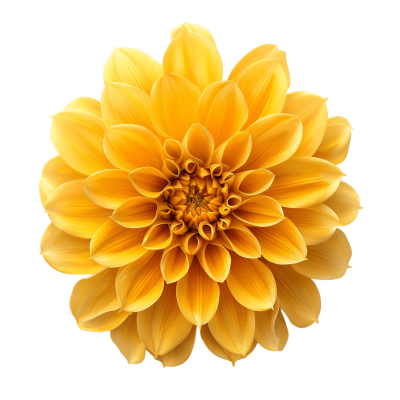 yellow flower png - Rose png